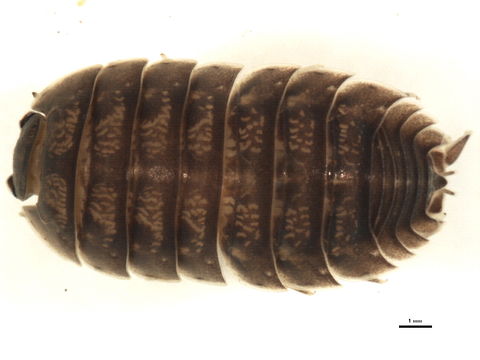 Image of Porcellio