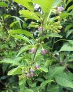 Plancia ëd Vassobia breviflora (Sendtn.) A. T. Hunziker