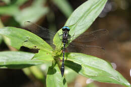 Image of Macrothemis imitans Karsch 1890