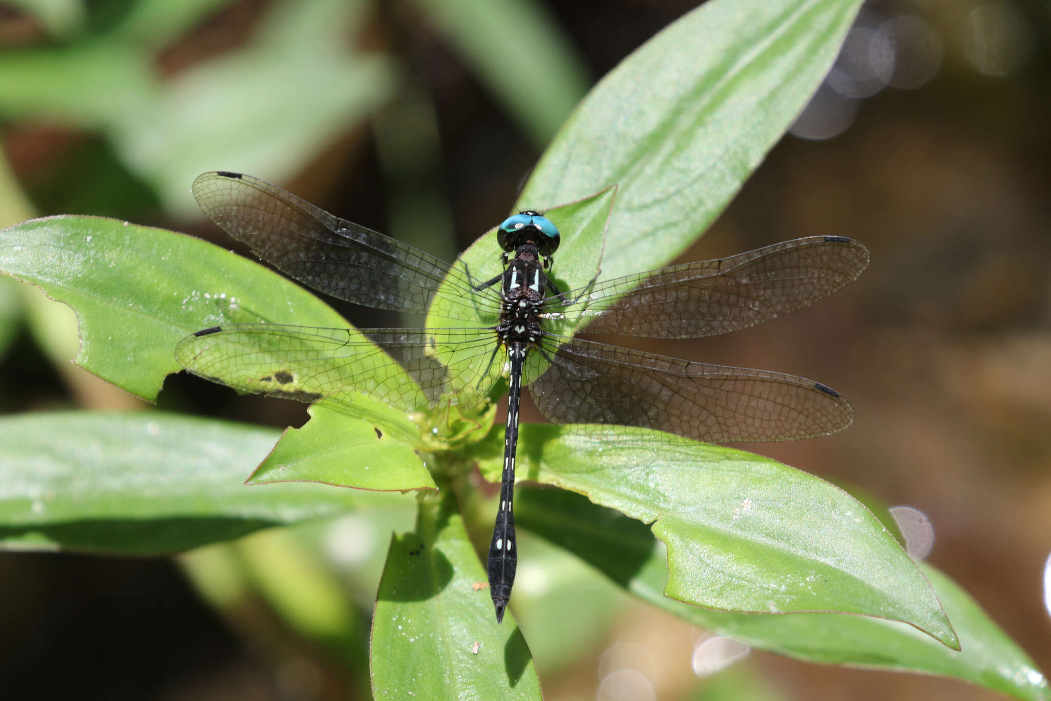 Image of Macrothemis imitans Karsch 1890