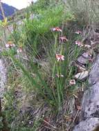 Image of Tigridia multiflora (Baker) Ravenna