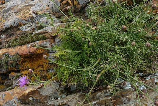 Слика од Centaurea aetaliae (Somm.) Beguinot