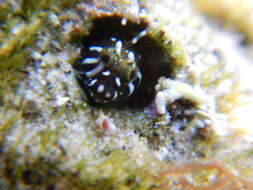Image of Coralliozetus