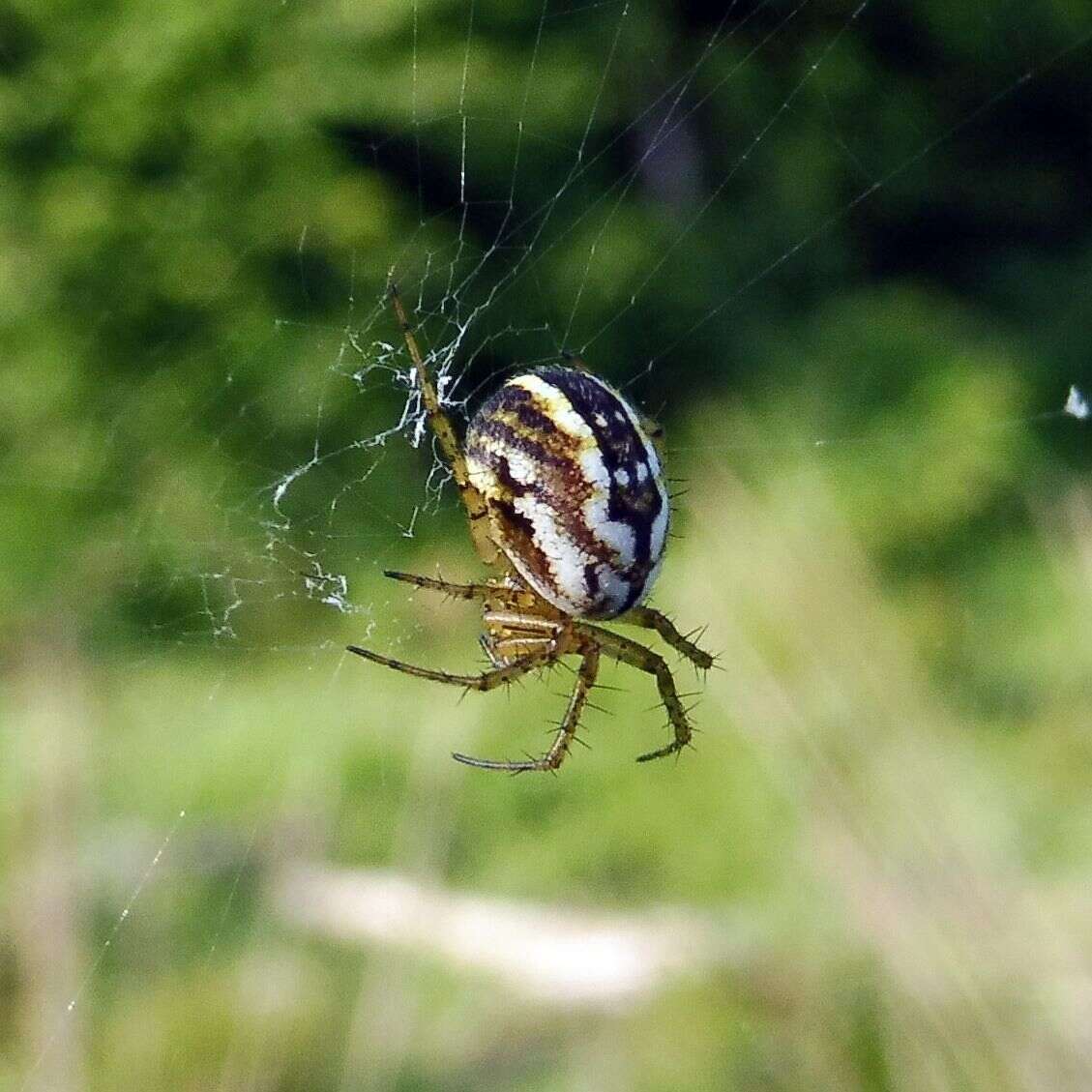 Image of Mangora acalypha (Walckenaer 1802)