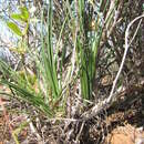 Image of Chlorophytum rangei (Engl. & K. Krause) Nordal