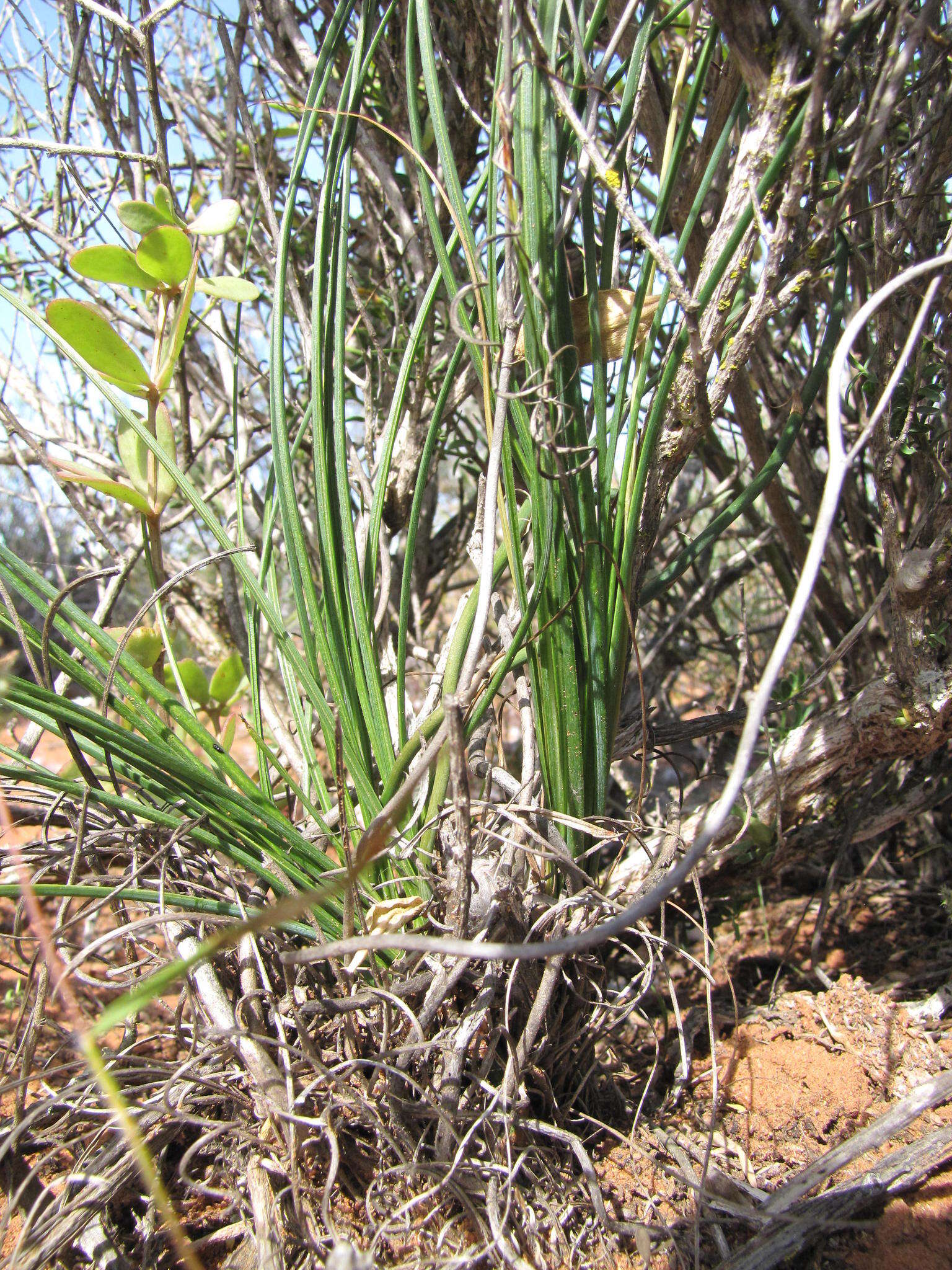 Image of Chlorophytum rangei (Engl. & K. Krause) Nordal