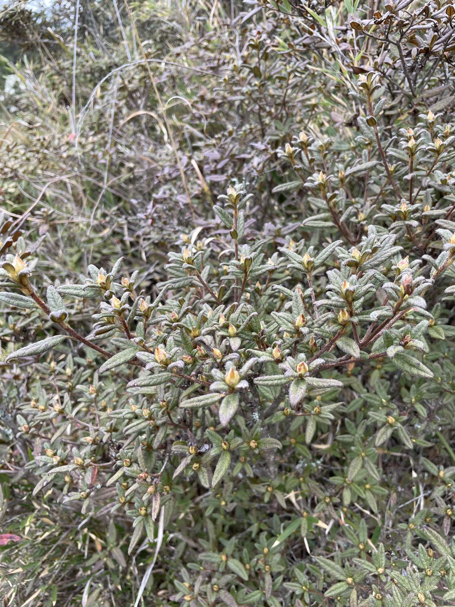 Image of Rhododendron rubropilosum var. taiwanalpinum (Ohwi) S. S. Ying