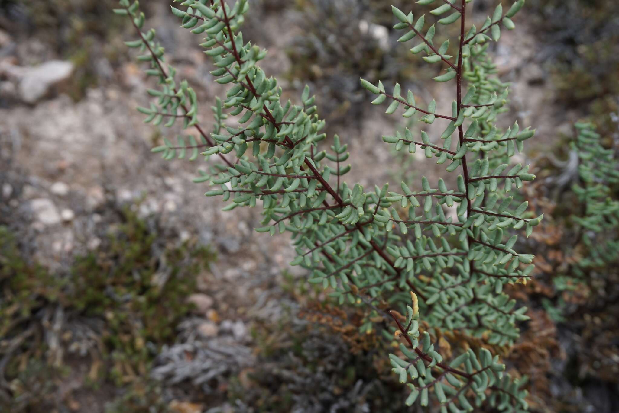 Image of birdfoot cliffbrake