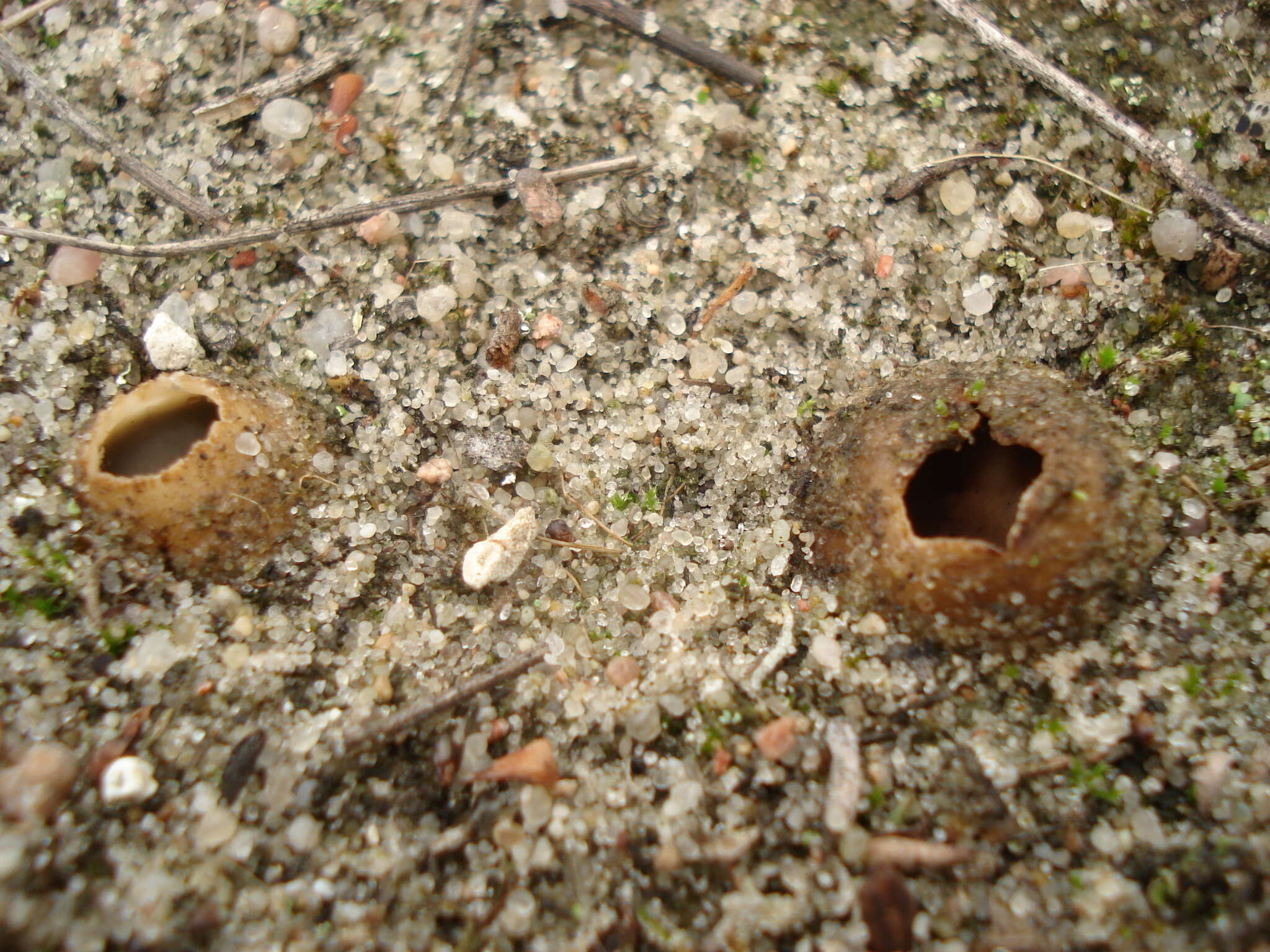 Image of Geopora arenicola (Lév.) Kers 1974