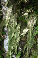 Polypodium rhodopleuron Kunze的圖片