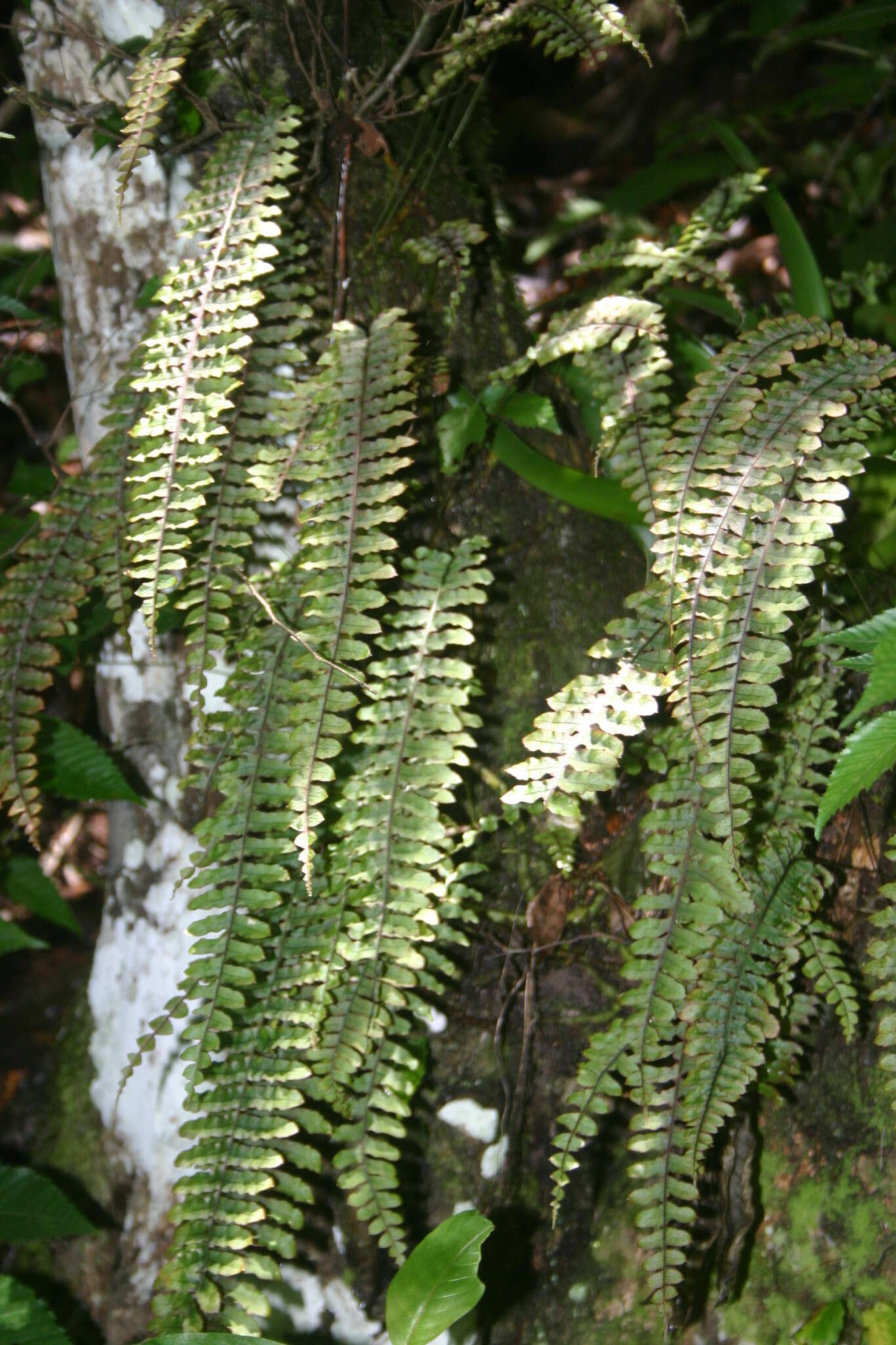 Polypodium rhodopleuron Kunze的圖片