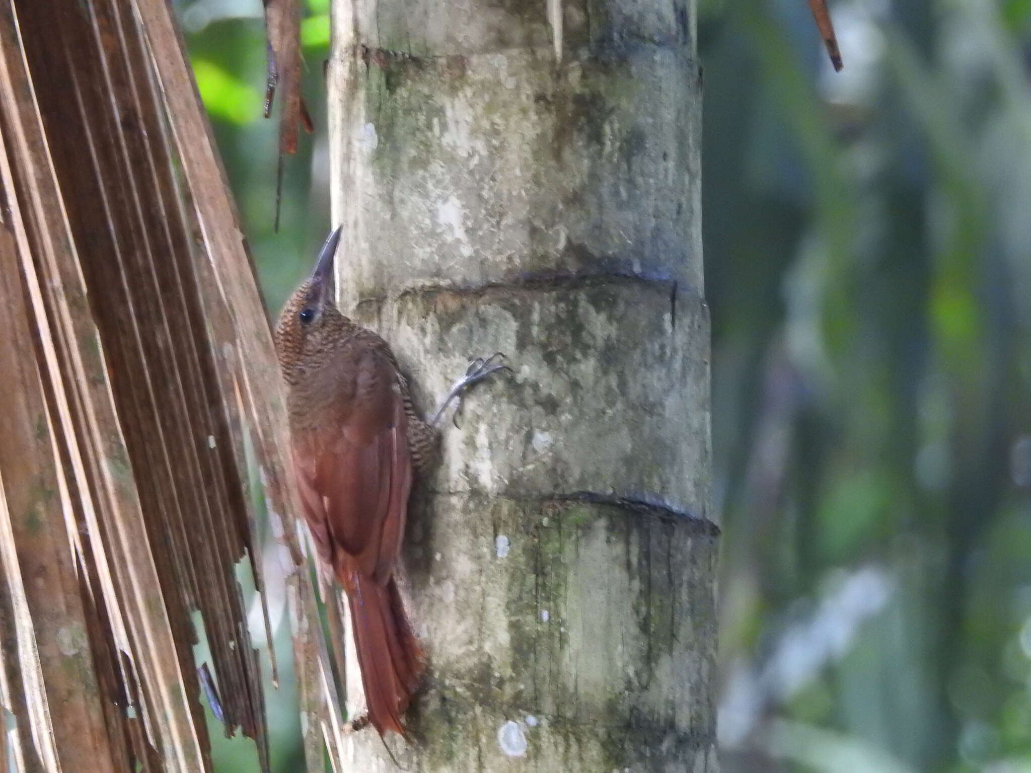 Image of Northern Barred Woodcreeper