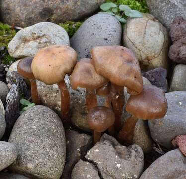 Image de Psilocybe stuntzii Guzmán & J. Ott 1977