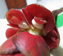 Imagem de Costus plowmanii Maas