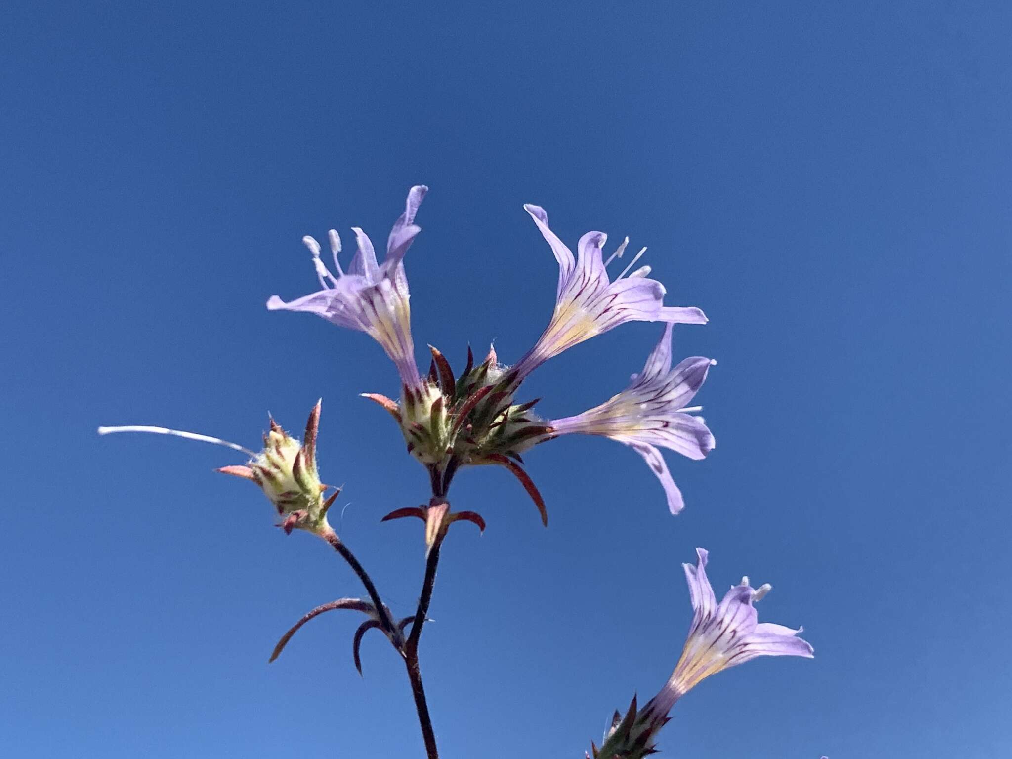 Imagem de Eriastrum eremicum (Jepson) Mason