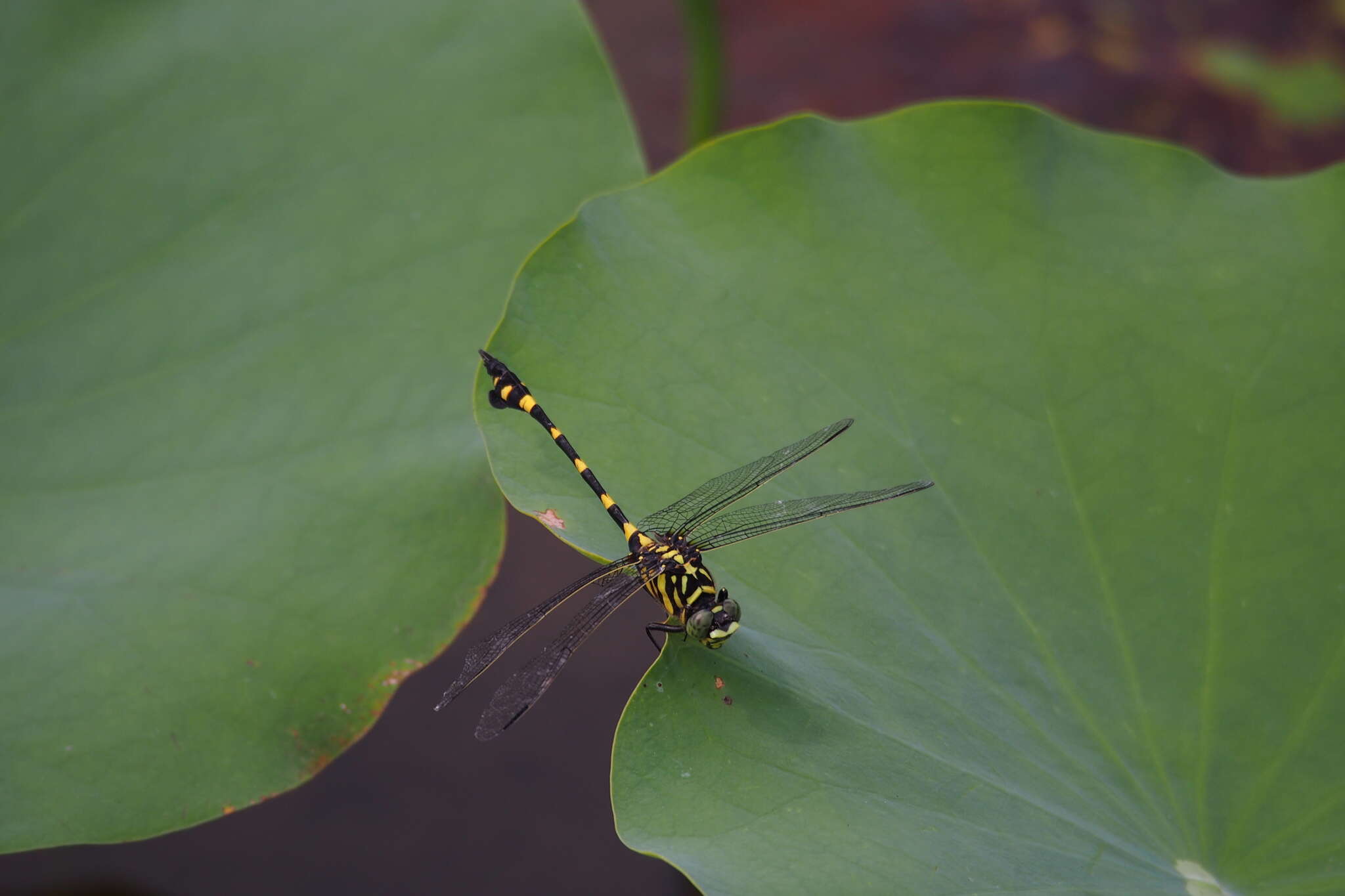 Image of Ictinogomphus pertinax (Hagen ex Selys 1854)