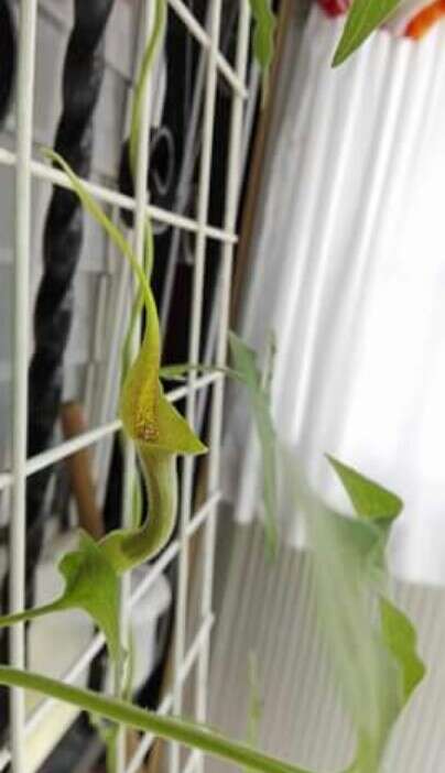 صورة Aristolochia pringlei Rose