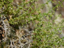 Image of Galium eriocarpum Bartl. ex DC.