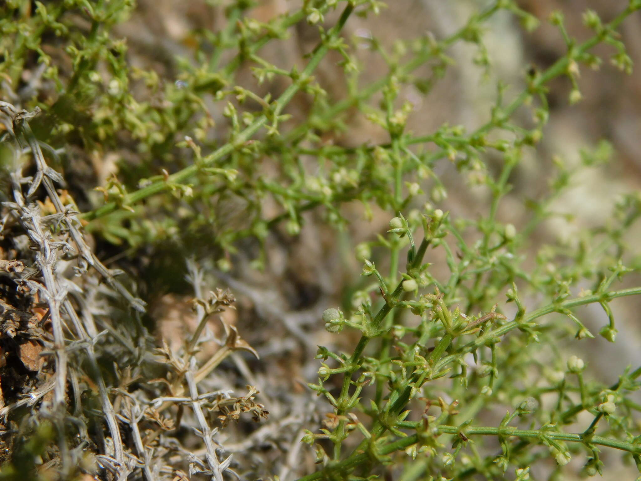 Plancia ëd Galium eriocarpum Bartl. ex DC.