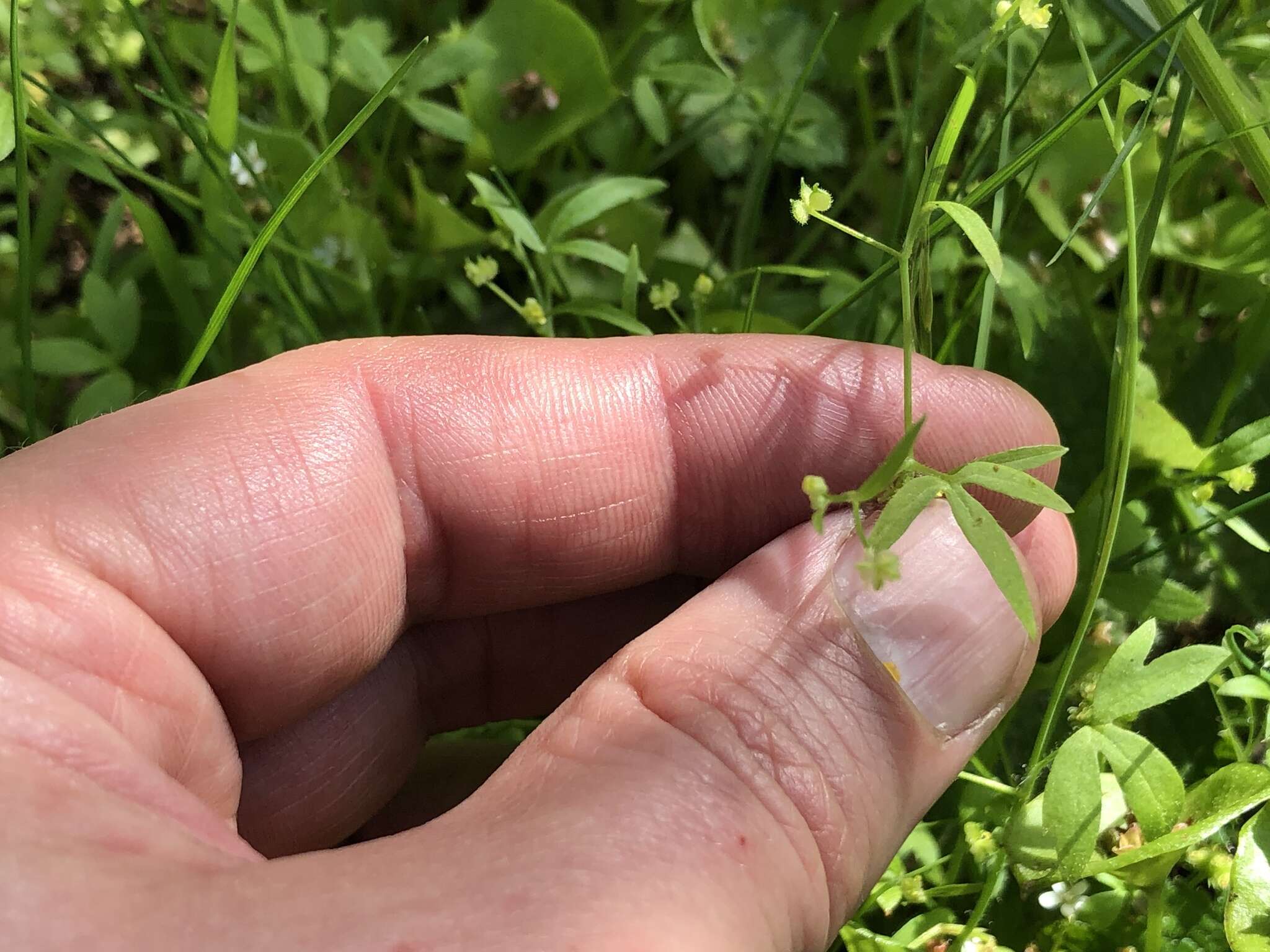 Image of delicate buttercup