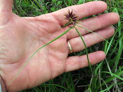 Image of Cyperus usitatus Burch.