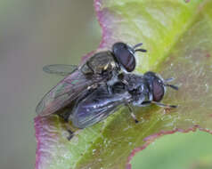 Image of Trichopsomyia recedens (Walker 1852)