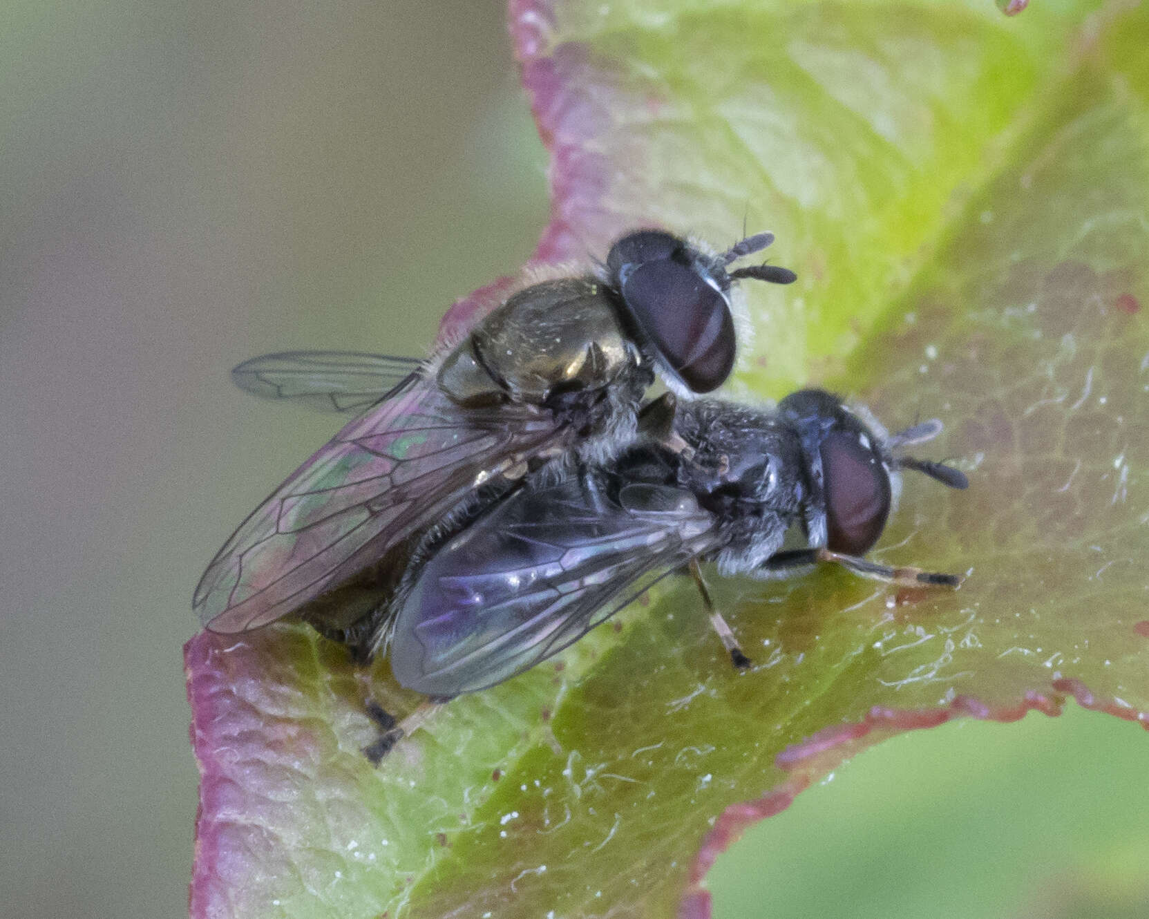 Image of Trichopsomyia recedens (Walker 1852)