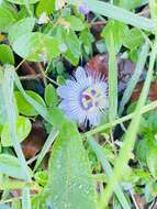 Image of Passiflora urbaniana Killip