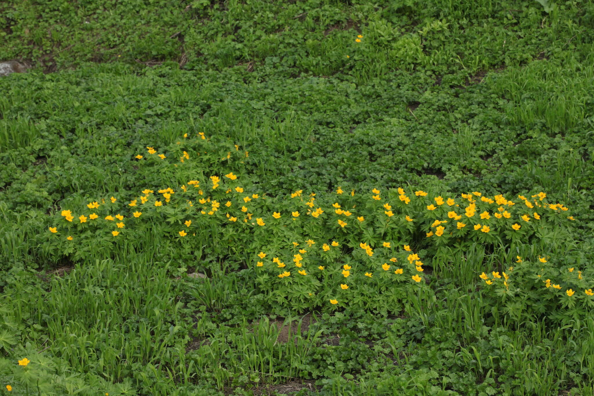 Sivun Trollius ranunculinus (Sm.) Stearn kuva