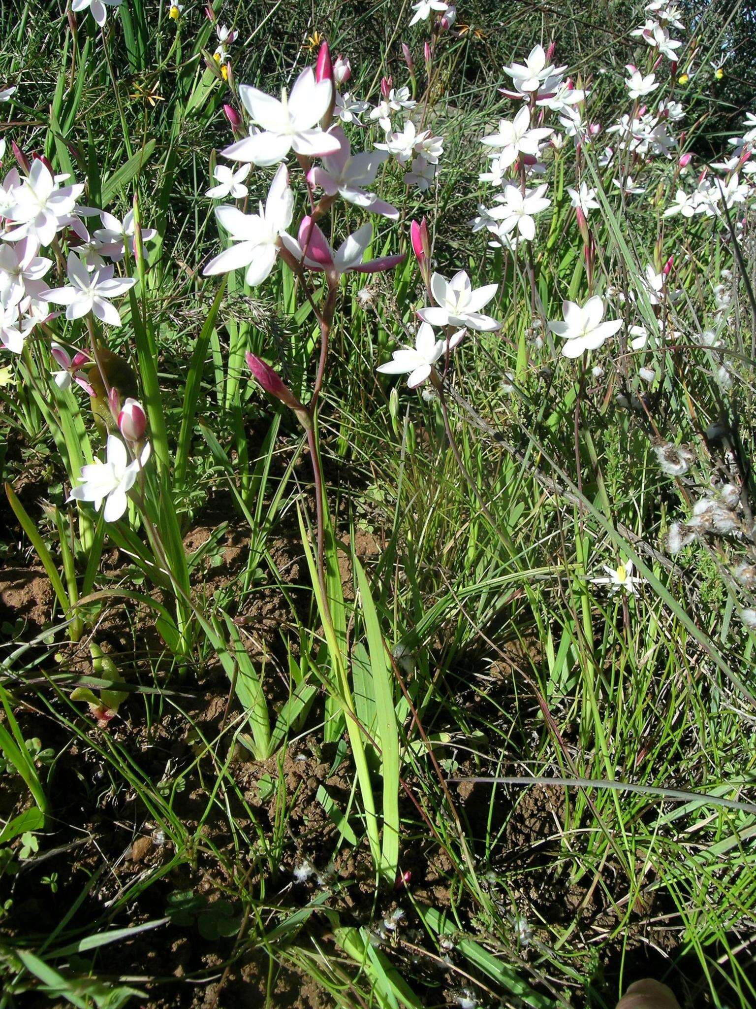 Image of Hesperantha cucullata Klatt