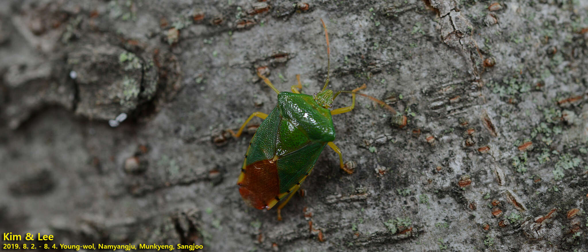 صورة Acanthosoma crassicaudum Jakovlev 1880