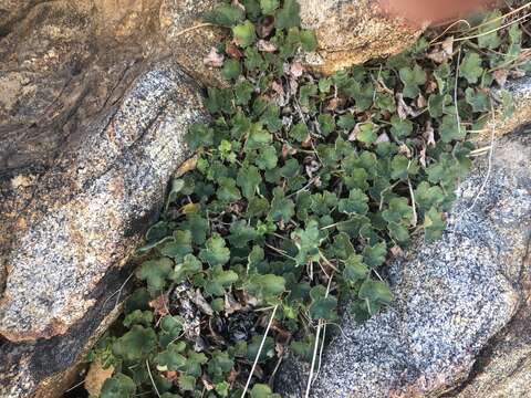 Image of Laguna Mountain alumroot