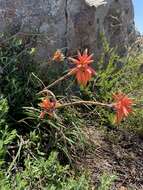 Image of Aloe chortolirioides var. woolliana (Pole-Evans) Glen & D. S. Hardy