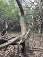 Image of Ficus luschnathiana (Miq.) Miq.