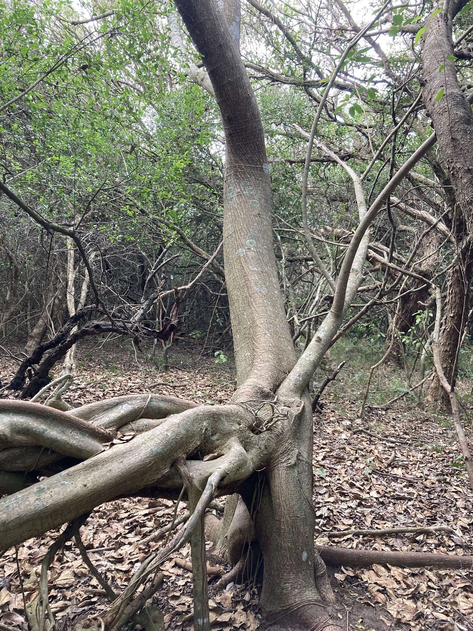 Image of Ficus luschnathiana (Miq.) Miq.