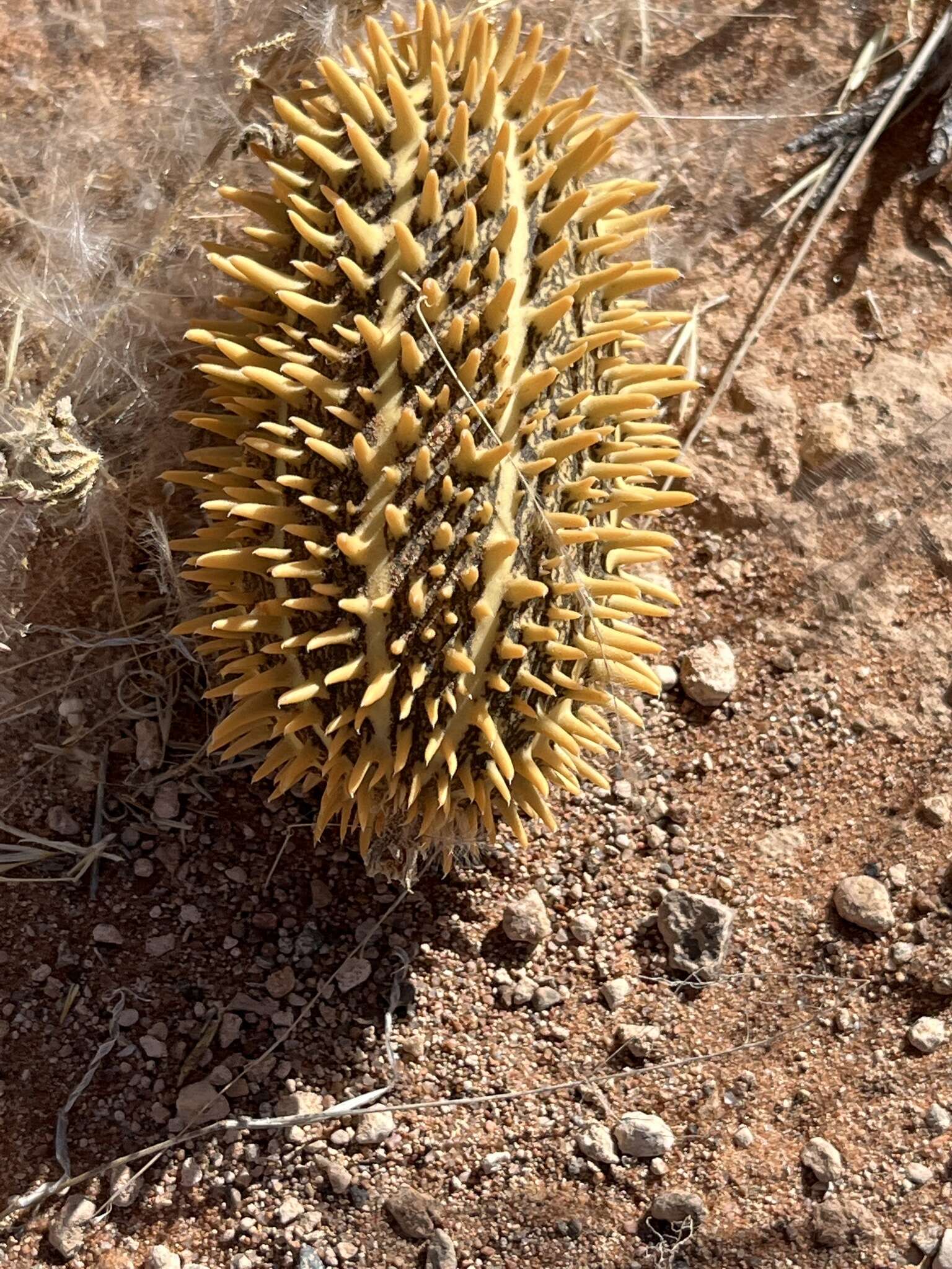 Image of African Wild Cucumber