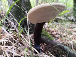 Image of lingzhi mushroom