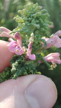 Image of Pedicularis palustris subsp. karoi (Freyn) Tsoong