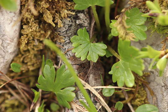 Image of alpine buttercup