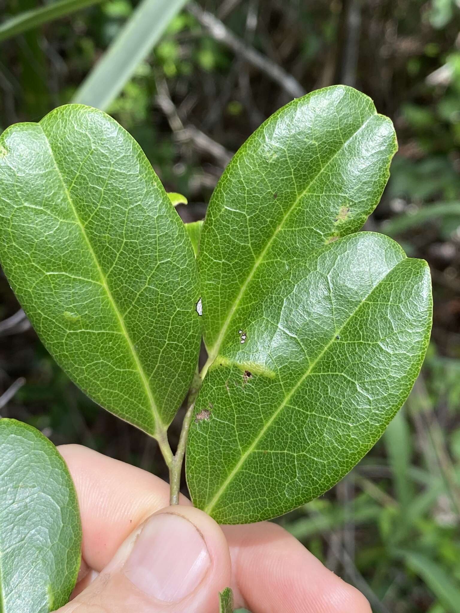 Image de Diospyros compacta (R. Br.) Kosterm.