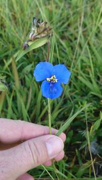 Image of commelina