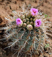 Plancia ëd Sclerocactus parviflorus Clover & Jotter