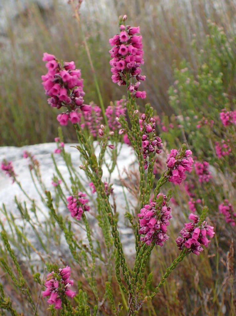 Image de Erica pulchella var. pulchella