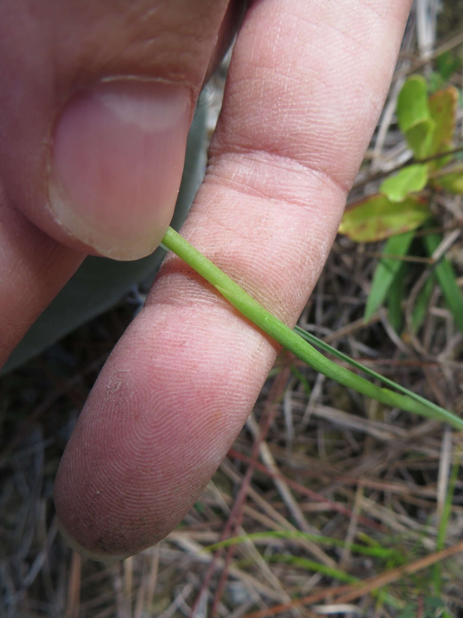 Image of Southern lady's tresses