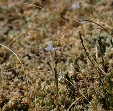 Image of Moraea setifolia (L. fil.) Druce