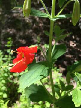 Image of Scarlet Monkey-Flower