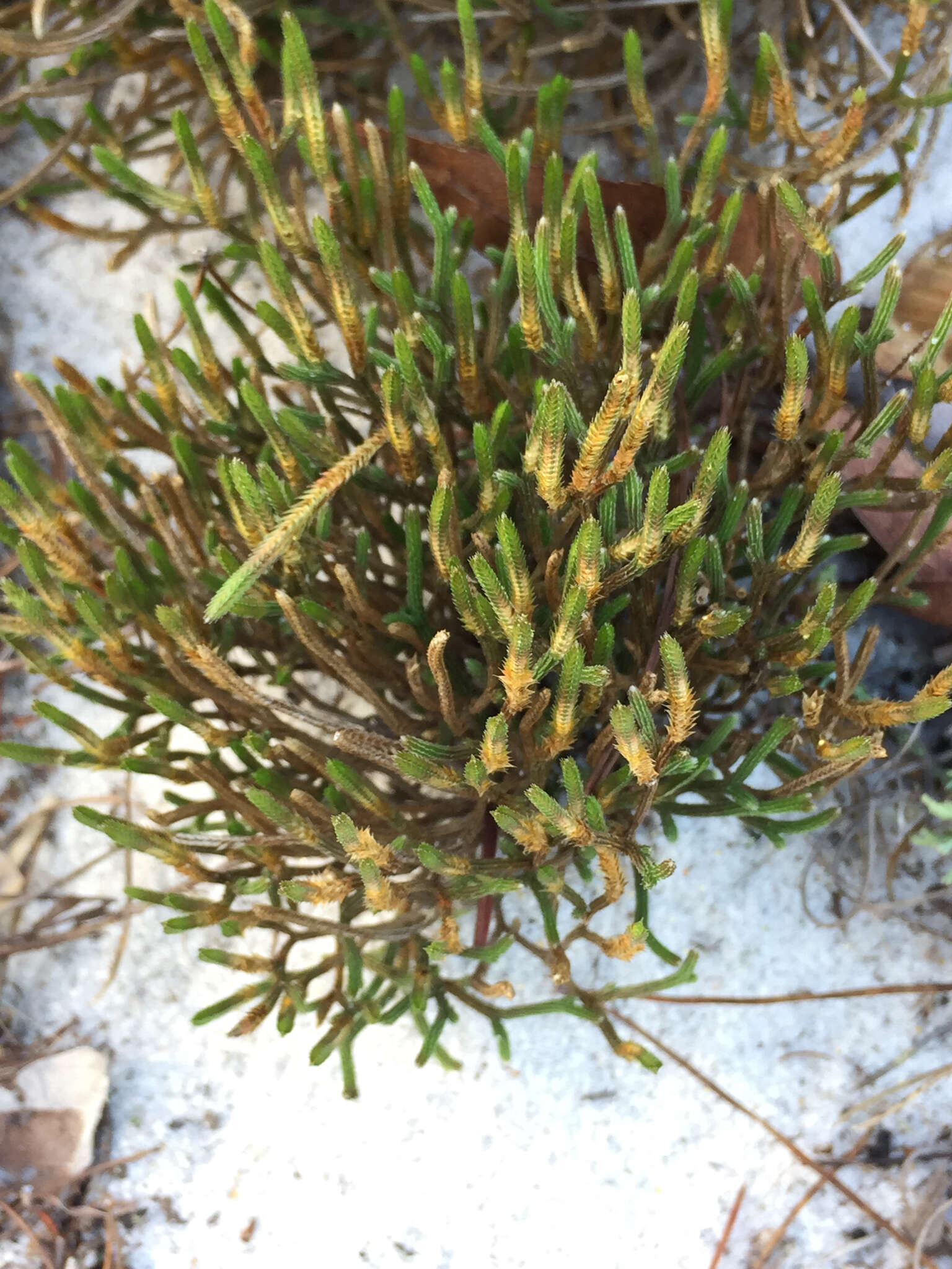 Image de Selaginella arenicola Underw.