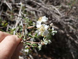 Imagem de Philadelphus microphyllus A. Gray