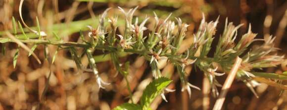 Image of Liatris hesperelegans G. L. Nesom