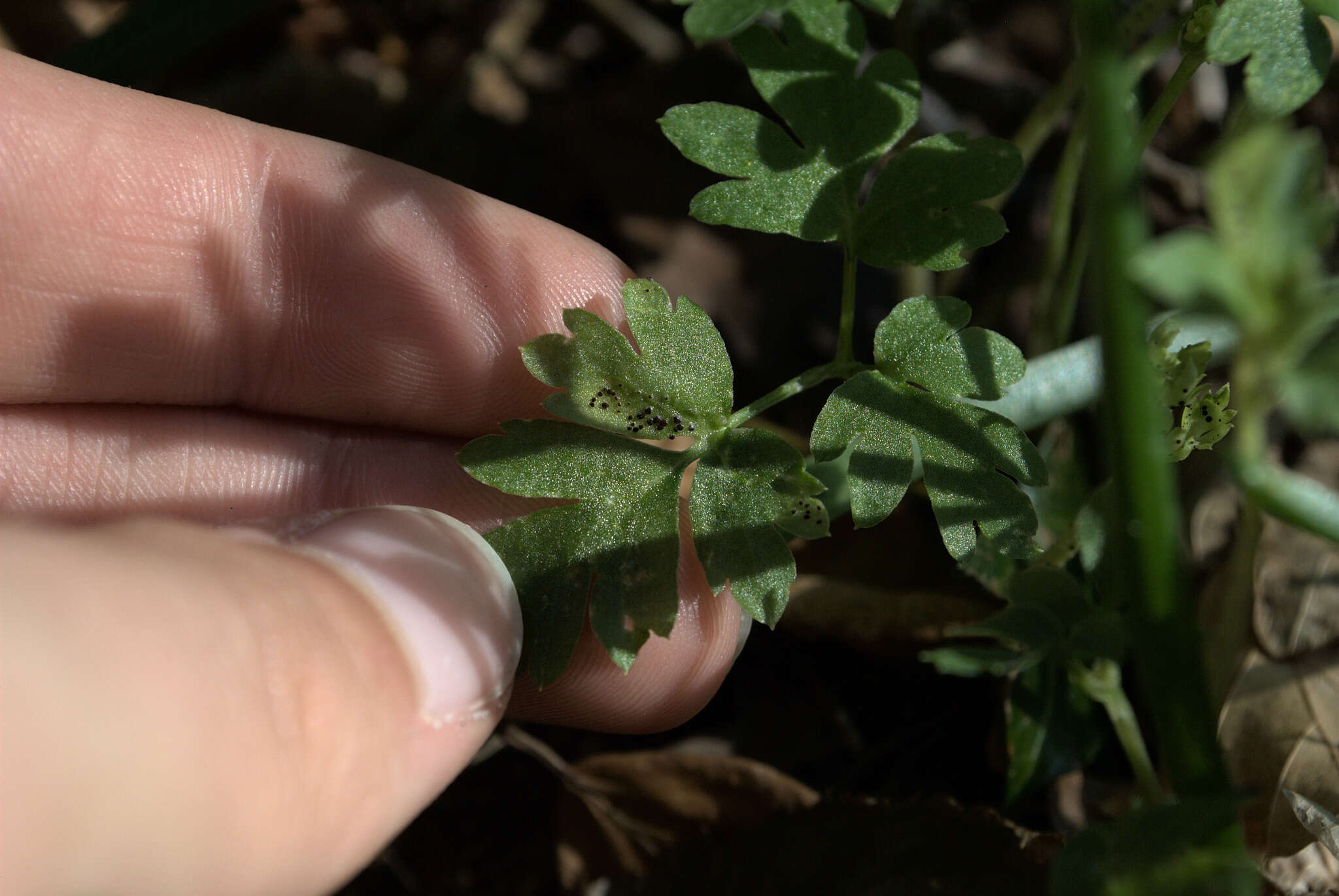 Imagem de Puccinia adoxae R. Hedw. 1805